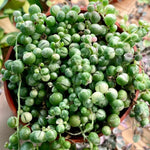 Variegated String of Pearls Plant Live, Rare Succulent Trailing Vine in Pot, Indoor Houseplant