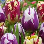 10 Rembrandt Tulip Bulbs, Mixed Bulbs for Fall Planting, Indoor Outdoor Garden, Ready to Plant