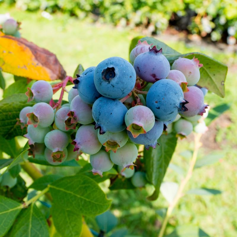 2 Blueberry Plants Live, Blueberry Trees Live Plant, Blueberry Bush Live Plant, 5-12" Tall, Blueberries Fruit Tree Ready to Grow (Duke Blueberry Plants)
