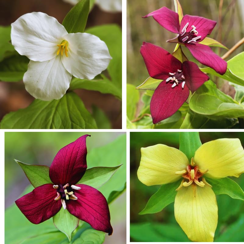 Set of 20 Mix Trillium Roots, Trillium Flower Bulbs, Yellow Red White Trillium Flower Bulbs, Trillium Bulbs, Large Roots, Ready to Plant
