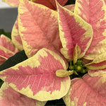 Yellow Pink Poinsettia Plant Live 4-8 Inches, Vibrant Poinsettia Flowers for Holiday, Live Indoor Houseplant, No Pot