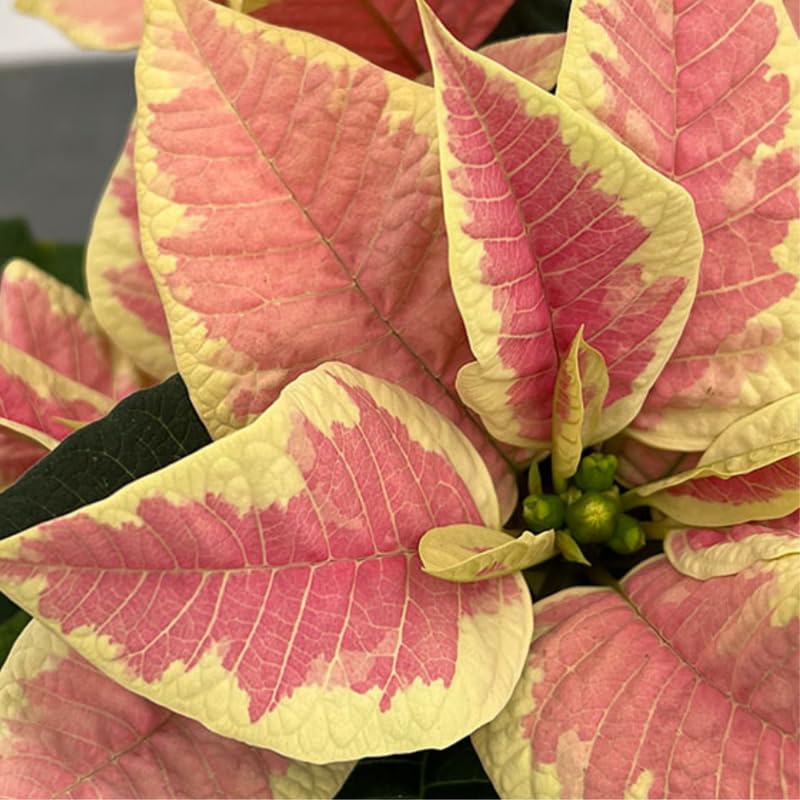 Yellow Pink Poinsettia Plant Live 4-8 Inches, Vibrant Poinsettia Flowers for Holiday, Live Indoor Houseplant, No Pot