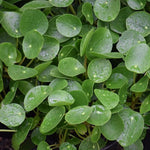 Pilea Peperomioides Live Plant 4-6 Inch Tall, Money Plant Houseplant for Home Decor, Office