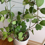 Kerii Hearts Hoya Live Plant 3-5 Inches Tall, Sweetheart Kerii Hoya Plant, Waxflower Vine Tropical Houseplant for Indoor Decor