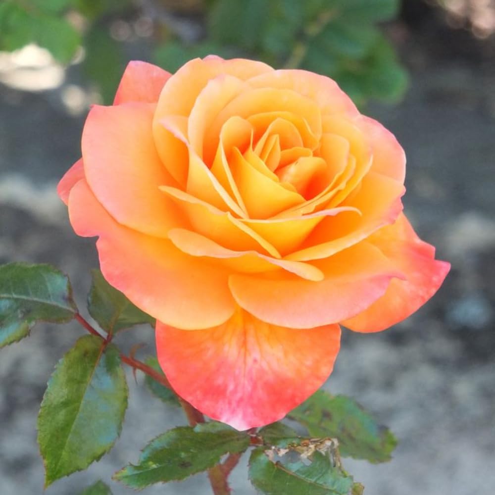 Rose Plant Live, Rose Bush Live Plant, Fragrant Flowers Ready to Plant, 5-9 Inch Height, Well-Rooted, No Pot (Orange Rose)