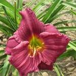 Set 10 Purple Daylily Bulbs for Planting, Hardy Perennial Lily Roots for Colorful Summer Blooms