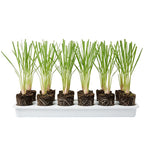 Set 10 Fresh Stalks Lemon Grass Plants for Outside, Well-Rooted Live Lemongrass Plants for Outdoor Planting, Lemongrass Herb Plants