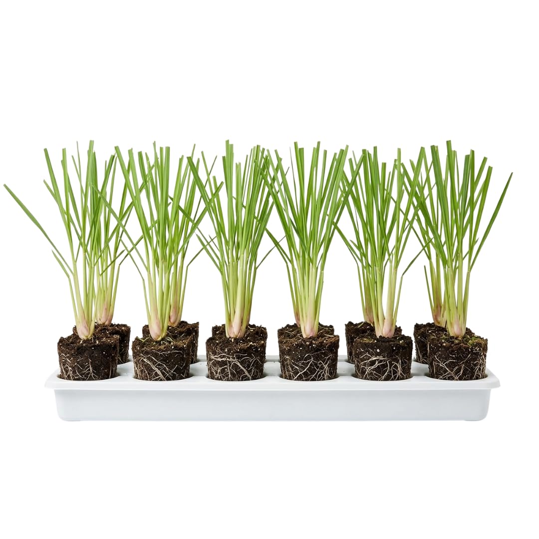 Set 10 Fresh Stalks Lemon Grass Plants for Outside, Well-Rooted Live Lemongrass Plants for Outdoor Planting, Lemongrass Herb Plants
