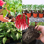 Red Pepper Plants Live for Planting, in 4" Pot, Hot Chili Pepper for Indoor and Outdoor Growing