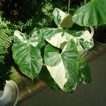 Colocasia Esculenta, Colocasia Live Plant, Elephant Ears Live Plant, Esculenta Taro Live Houseplant, 5-8 Inc Tall, No Pot (Rare Colocasia)