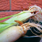 Set 10 Fresh Stalks Lemon Grass Plants for Outside, Well-Rooted Live Lemongrass Plants for Outdoor Planting, Lemongrass Herb Plants