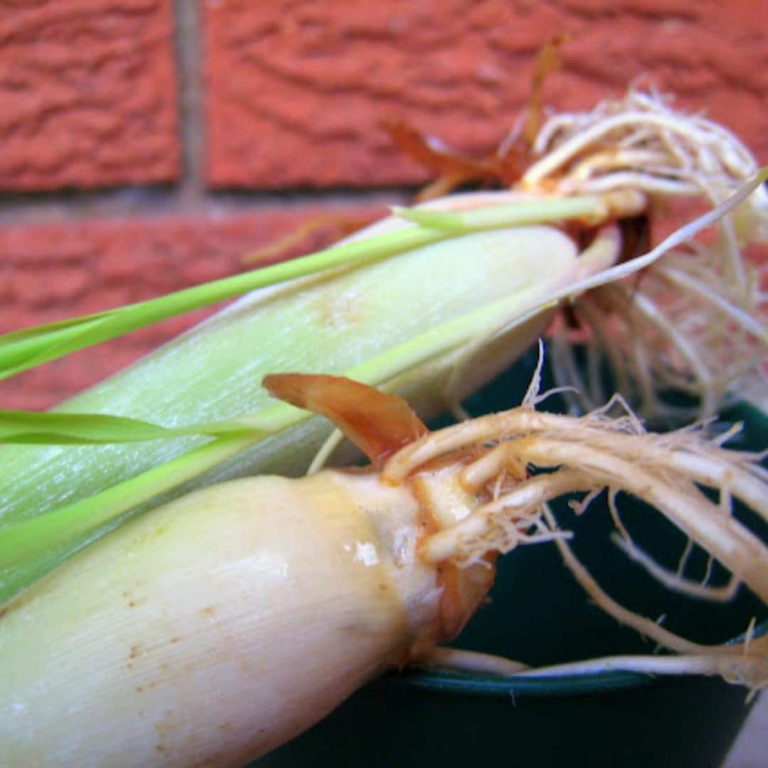 Set 10 Fresh Stalks Lemon Grass Plants for Outside, Well-Rooted Live Lemongrass Plants for Outdoor Planting, Lemongrass Herb Plants