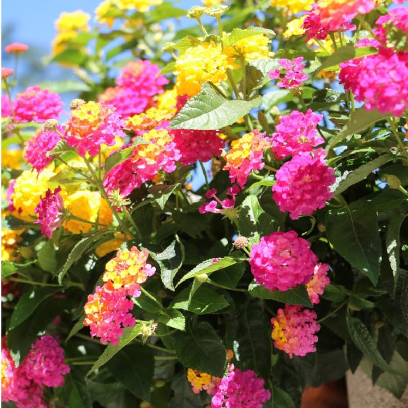 2 Rose Lantana Plants Live, Colorful Perennial, Long-Blooming and Very Hardy, Size 5 to 12 Inches in Tall, Well-Rooted, Outdoor Planting