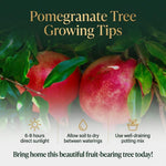 Live Wonderful Pomegranate Plant 4-7" Tall, Hardy Dwarf Pomegranate Tree in 4 Inches Pot, Sweet Edible Fruit Fast Growing Plant for Indoor