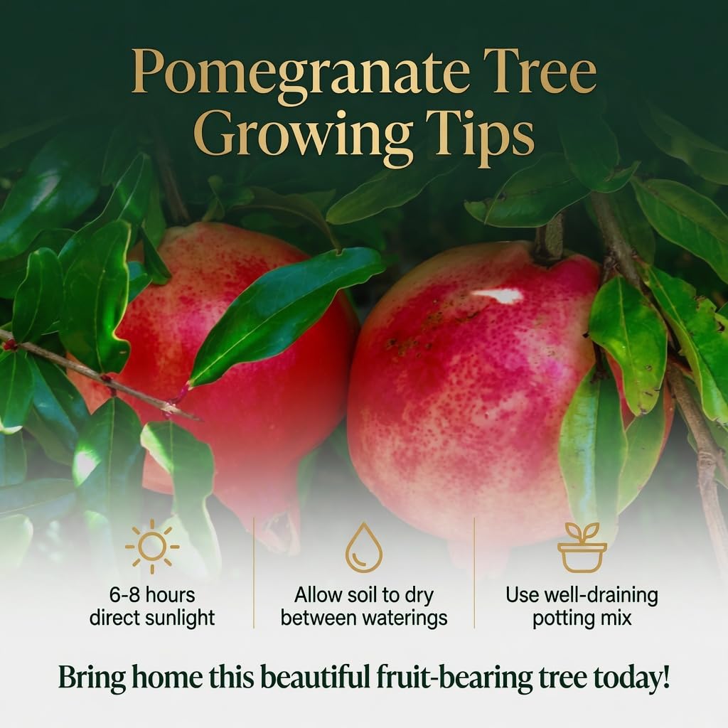 Live Wonderful Pomegranate Plant 4-7" Tall, Hardy Dwarf Pomegranate Tree in 4 Inches Pot, Sweet Edible Fruit Fast Growing Plant for Indoor