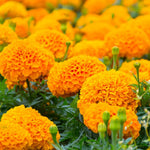 Set of 4 Marigold Plants Live, Orange Marigold Live Plants, 5 Inches to 8 Inches Long, Live Marigold Plants Indoor Gardening Outdoor