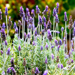 Grey Lavender Plants Live in 4 Inc Pot, Set 4 Lavandula Hybrid Lavender Trees Live Plants for Planting Indoor Outdoor, Fragrant Lavender Flowers Perennial