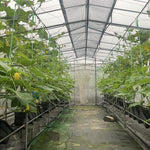 Set 2 Green Cucumber Plants Live for Planting, Live Cucumber Plants for Planting, Vegetable Plant from 4 to 6 Inches Long