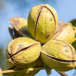 5 Pecan Trees Live Plants, Dormant, Bare Roots, Nuts Tree for Spring Planting, 1-2 Feet Tall, Hardy Pecan Nut Seedlings
