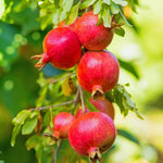 Pomegranate Plant Live Seedling, 5 to 8'' Long, Pomegranate Live Plant, Sweet Fruit Gardening Outside