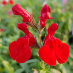 4 Fragrant Sage Salvia Live Plants, Planting in Spring Sage Plants Live, 5 to 10 Inches in Tall, Change Color (Hot Lips)