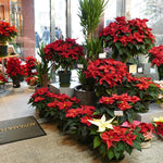 Dwarf Red Poinsettia Plant Live 4-8 Inches, Vibrant Poinsettia Flowers for Holiday, Live Indoor Houseplant, No Pot