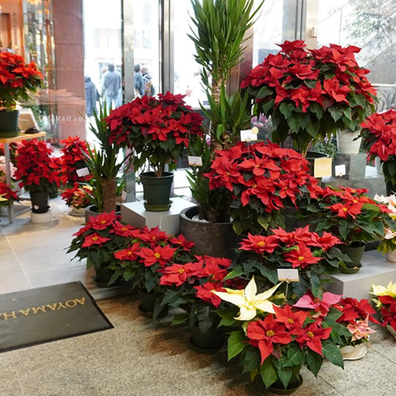 Dwarf Red Poinsettia Plant Live 4-8 Inches, Vibrant Poinsettia Flowers for Holiday, Live Indoor Houseplant, No Pot