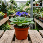 African Violets Live Plant, Blue African Violet Plant, 3-5 Inches Tall, Vibrant Blooms, Easy Care Indoor Flowering Plants for Home and Office Decoration
