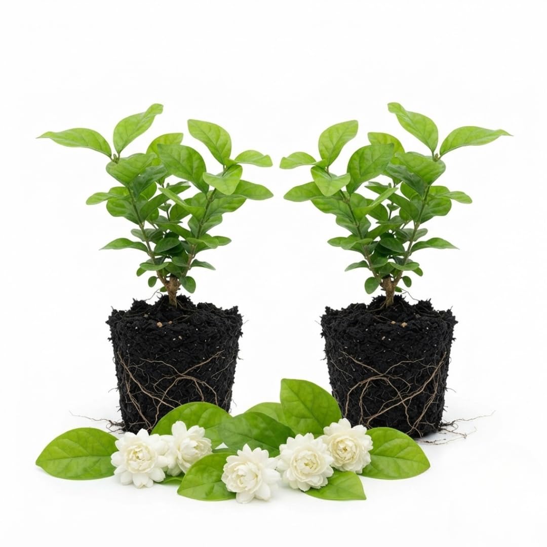 2 Grand Duke Jasmine Live Plants, Fragrant Flowering Shrubs, 4-6" Tall