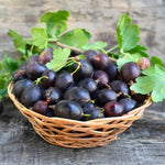 Gooseberry Bush Live Plant, 5-10 Inch Tall, Gooseberry Plant Live for Growing, Gooseberry Tree Live Plant (Black Velvet Gooseberry)