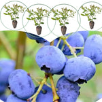 3 Fast-Growing Blueberry Bushes Seedlings, High-Yield Blueberry Trees Live Plants, 6 Months Old, Starter 3-6" in Tall, Cold Hardy Zones 4-7