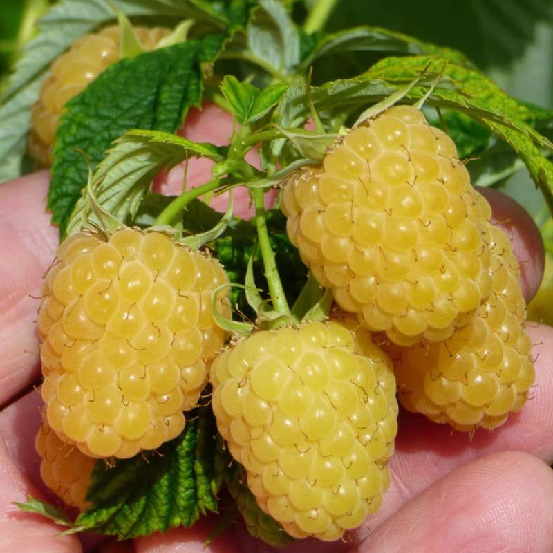 2 Raspberry Plants Live Seedlings, 5 to 9 Inch Tall, Raspberry Bush Live Plants, No Pot, Sweet Raspberries Fruit Trees Live Plants (Fall Gold Raspberry)