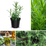 6 Live Blue Rosemary Plants, 5-7 Inch Tall Culinary Herb Shrubs for Planting, Outdoor or Indoor Home Garden