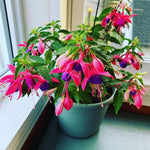 2 Fuchsia Plants Live Indoor Outdoor, Pink Purple Fuchsia Live Plant, 3 to 7 Inches Tall