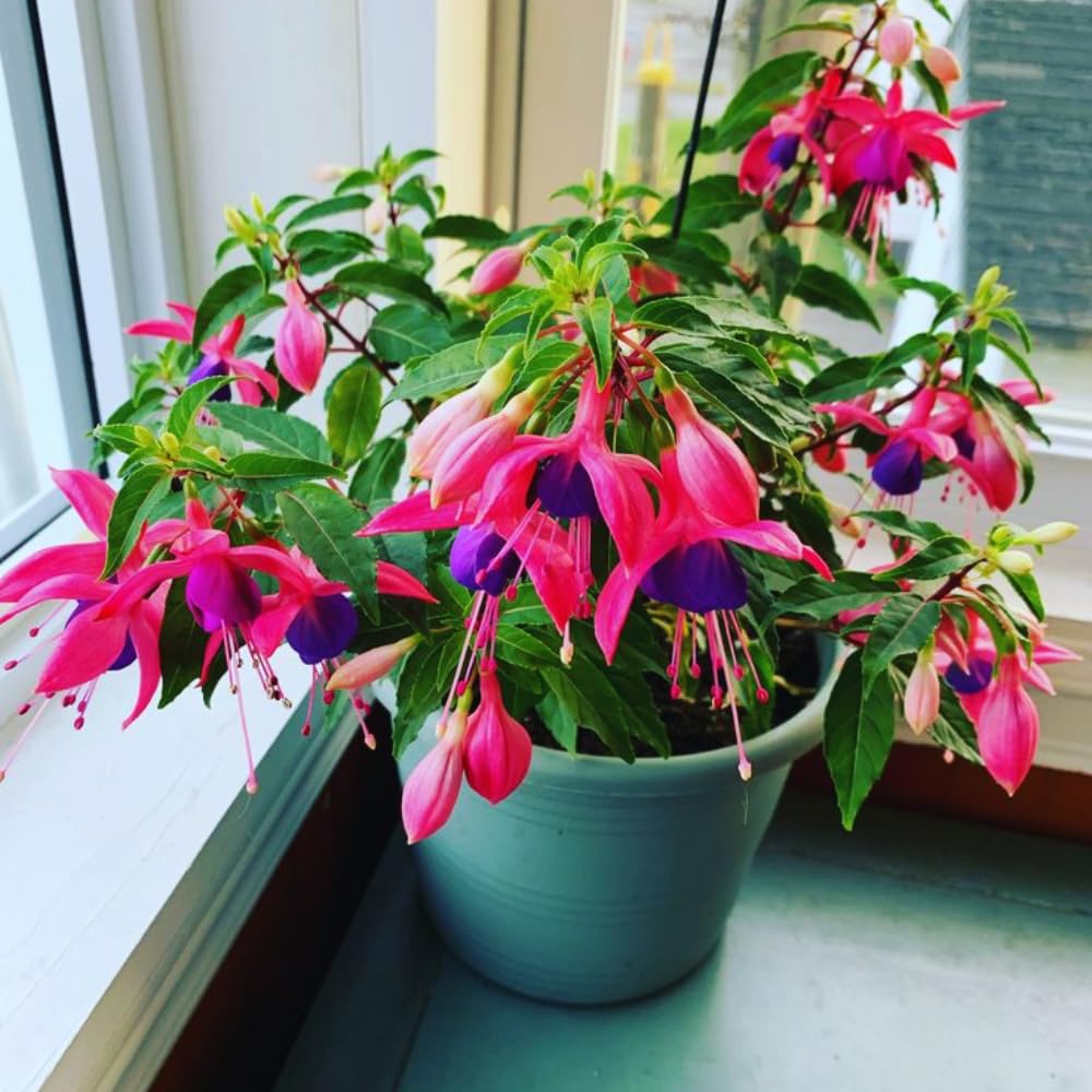 Fuchsia Plants Live, Pink Purple Fuchsia Live Plants, 2 Plants, Ready to Plant