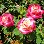 Rose Live Plant for Planting, Fragrant Hybrid Rose Bush, 5-10” Tall, Ready to Grow Flowering Shrub for Outdoor Garden, No Pot (Delight Rose)