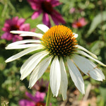 White Coneflower Plant, Echinacea Flowering Plants Live, Indoor Outdoor Planting 5 Inch Tall