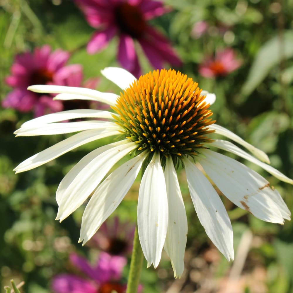 White Coneflower Plant, Echinacea Flowering Plants Live, Indoor Outdoor Planting 5 Inch Tall