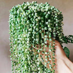 Live Plant, in Pot, Trailing Succulent Plant, Hanging Vine Live Indoor Houseplant