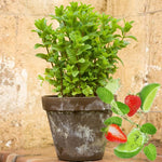 Big Clumps Strawberry Mint Plants Live in Pot, Well-Rooted Herb for Home Gardens, Heirloom Mint Indoor Outdoor, Fresh Mints