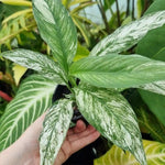 Peace Lily Live Plant, Indoor Flowering Plants 4-8 Inches, Office and Home Decoration - Variegated Peace Lily