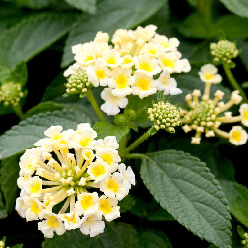 2 Yellow White Lantana Plants Live, Colorful Perennial, Long-Blooming and Very Hardy, Size 5 to 12 Inches in Tall, Well-Rooted, Outdoor Planting