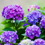 Hydrangea Plant Live Tree, Blooming Garden Bush Hardy Hydrangea Shrub, Deep Purple to Blue Pink Flowering Plant Indoor Outdoor Well-Rooted 5-9 Inc Tall, Stater Plant