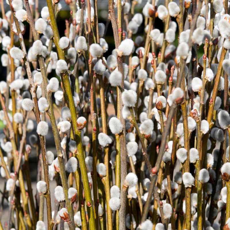 Pussy Willow Plant, Pussy Willow Tree Live Plant for Garden, 5 to 7 Inches Long