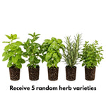 5 Herb Plants Live Assortment 4-7 Inches Tall, Fresh Culinary Herbs for Garden, Patio Pots and Indoor Use, Rosemary, Basil, Mint, Lemon Balm or Other Assorted Herbs