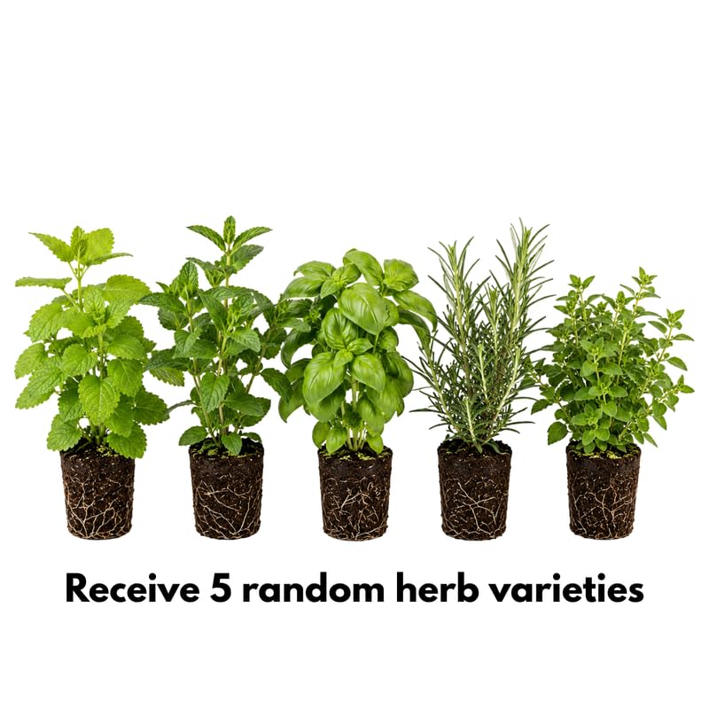 5 Herb Plants Live Assortment 4-7 Inches Tall, Fresh Culinary Herbs for Garden, Patio Pots and Indoor Use, Rosemary, Basil, Mint, Lemon Balm or Other Assorted Herbs