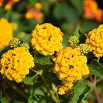 Pack 2 Lantana Live Plants for Planting, Hardy Perennial Lantana Bushes Well Rooted 4-7 Inches, Assorted Blooms (Yellow Flowers)