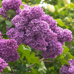 Purple Lilac Plant, Hardy Lilac Bush for Container and Garden Growing, Fragrant Lavender Purple Blooms - 9 to 12 Inches