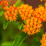 2 Orange Milkweed Plants Live, Tropical Butterfly Milkweed 4-8 Inches, Perennial Milkweeds Flowers Well Rooted Container or Outdoor Growing