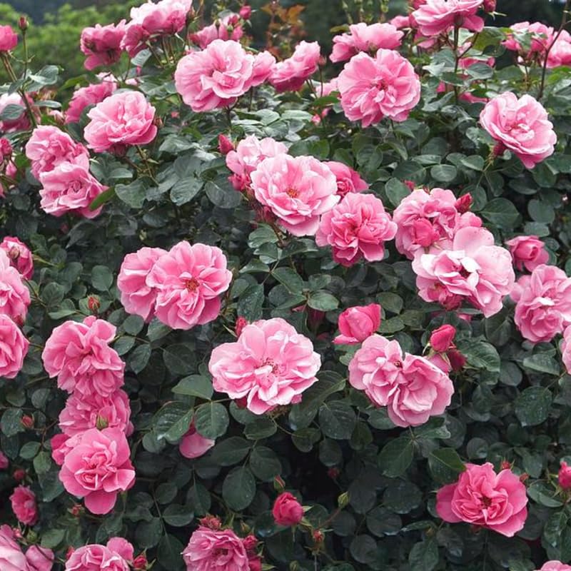 2 Pink Rose Climbing Live Starter Plants, Fragrant Pink Climbing Rose for Planting Outdoor, No Pot, 1 Year Old Rose Plant, Well-Rooted Rose Plants Live Ready to Plant
